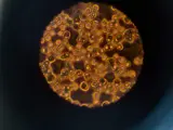 A microscope slide