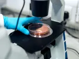 A scientist works with a microscope