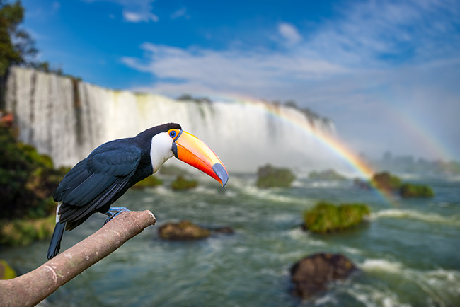 Toucan By Falls 