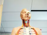 A medical anatomical model